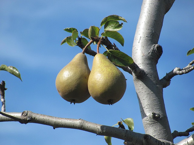 Spalierobst Birnbaum Birne